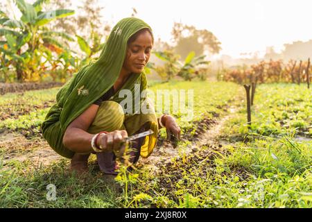 westbengalen - Indien - 20. November 2023: Eine Landwirtin in traditioneller indischer Sari-Kleidung arbeitet in ihrem Gemüsegarten auf dem Land sm Stockfoto