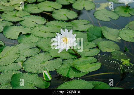 Nymphaea Lotusblume im Wasserteich. Der weiße ägyptische Lotus, Tigerlotus, weißer Lotus oder ägyptische Weißwasserlilie, blühende Pflanze der Familie NY Stockfoto