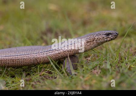 Slow Worm (Anguis fragilis) Norfolk April 2024 Stockfoto