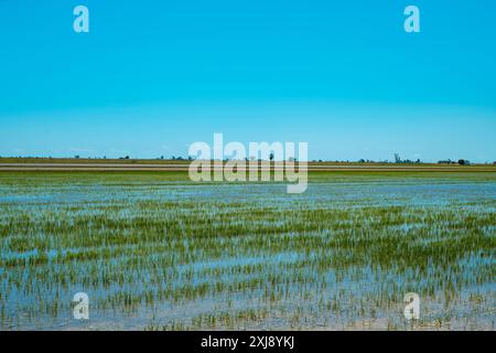 Ein wasserdurchtränktes Reisfeld mit Setzlingen, die an einem sonnigen Frühlingstag im Ebro-Delta in Katalonien, Spanien, gepflanzt wurden Stockfoto