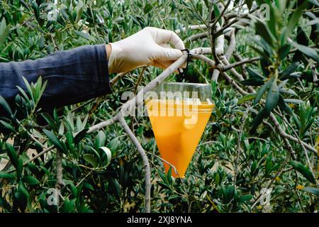 Ein Mann, der Einweghandschuhe trägt, legt eine Vorrichtung an, um Bactrocera oleae-Fliegen, deren Larven sich von den Früchten von Olivenbäumen ernähren, an die Zweige eines o zu fangen Stockfoto