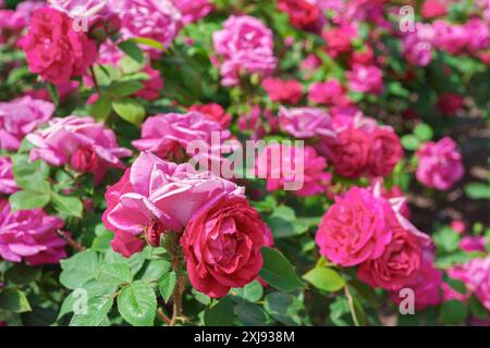 Schöne blühende rosa, magentarote Rose Blume Nahaufnahme auf Rosen Buschhintergrund, im Garten oder Park, im Freien an sonnigem Tag. Zucht und Anbau von Rosen, g Stockfoto