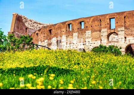 Blumen vor dem Kolosseum, Rom, Italien Stockfoto