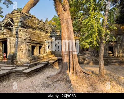 TA Prohm Tempel, ein Mahayana buddhistisches Kloster, das Ende des 12. Jahrhunderts für Khmer-König Jayavarman VII. Erbaut wurde, Angkor, UNESCO-Weltkulturerbe, Cambo Stockfoto