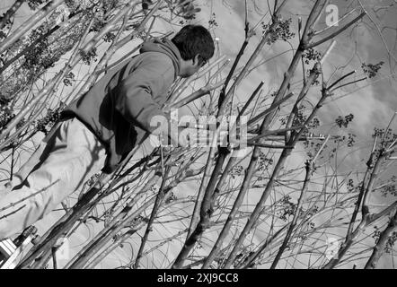 Ein junger hispanischer Mann in roter Jacke beschneidet Zweige von einem Baum mit Heckenscheren, während er auf einer Leiter steht. USA Stockfoto