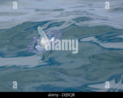 Die Windseelin Velella velella schwimmt auf der Meeresoberfläche vor Newport Beach, Kalifornien, USA, North America Copy Stockfoto