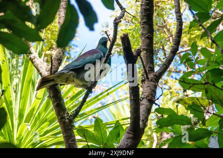 Neuseeländische Taube (kererū) (Hemiphaga novaeseelandiae) Stockfoto
