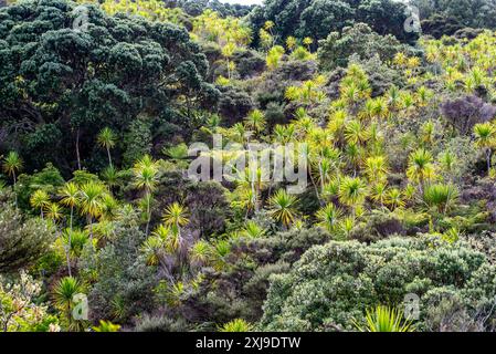 Kohl Palm Lily Trees (Cordyline australis) und Manuka (Leptospermum scoparium) Büsche auf Tiritiri Matangi Island, Auckland, Neuseeland Stockfoto