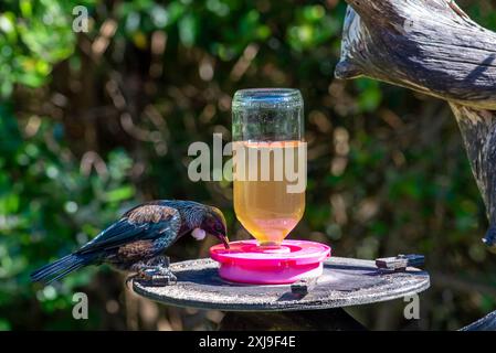 Der Tūī (Prosthemadera novaeseelandiae), ein ausgelassener mittelgroßer Vogel aus Neuseeland, der hier in Tiritiri Matangi in der Nähe von Auckland NZ lebt Stockfoto