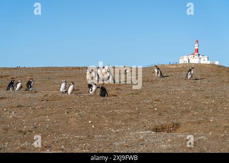 Magellansche Pinguine mit dem berühmten Leuchtturm im Hintergrund auf Magdalena Island, Punta Arenas, Chile. Stockfoto