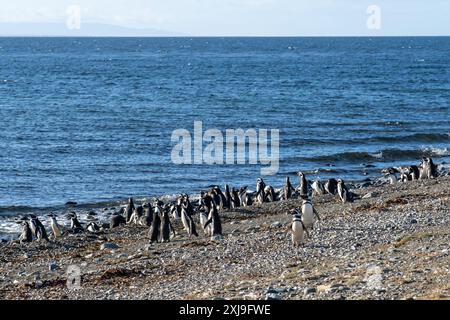 Viele Magellan-Pinguine stehen am Rand des Meerwassers auf der Insel Magdalena, Punta Arenas, Chile. Stockfoto