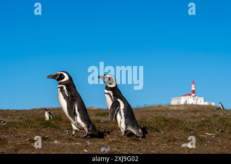 Zwei Magellan-Pinguine mit dem berühmten Leuchtturm im Hintergrund auf der Insel Magdalena, Punta Arenas, Chile. Stockfoto