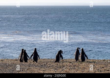 Sechs Magellanpinguine stehen am Strand auf Magdalena Island, Punta Arenas, Chile. Stockfoto