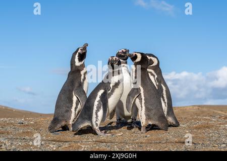 5 Magellanische Pinguine, die eng nebeneinander stehen und einen kleinen Kreis mit blauem Himmel im Hintergrund auf Magdalena Island, Punta Arenas, Chile bilden. Stockfoto