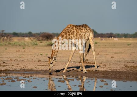 Giraffe Giraffa camelopardalis trinkt an einem Wasserloch, Nxai Pan National Park, Botswana, Afrika Copyright: SergioxPitamitz 741-6524 Stockfoto