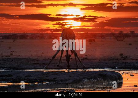 Giraffe Giraffa camelopardalis trinkt bei Sonnenuntergang an einem Wasserloch, Nxai Pan National Park, Botswana, Afrika Copyright: SergioxPitamitz 741-6561 Stockfoto