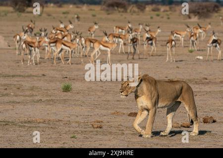 Antidorcas marsupialis beobachtet eine Löwin Panthera leo beim Wandern, Nxai Pan Nationalpark, Botswana, Afrika Copyright: SergioxPitamitz Stockfoto