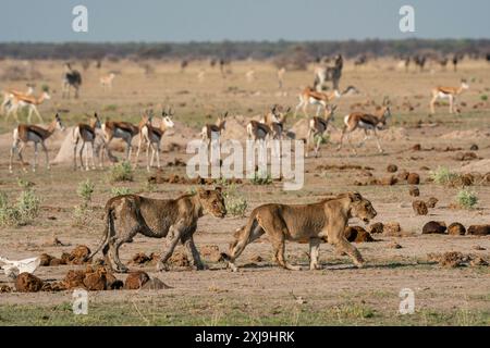 Gewarnte Springböcke Antidorcas marsupialis beobachten Löwenjungen Panthera leo, Nxai Pan Nationalpark, Botswana, Afrika Copyright: SergioxPitamitz 741-656 Stockfoto