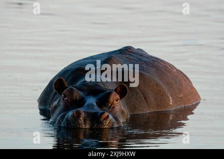 Hippopotamus Hippopotamus amphibius im Fluss Khwai, Okavango Delta, Botswana, Afrika Copyright: SergioxPitamitz 741-6576 Stockfoto