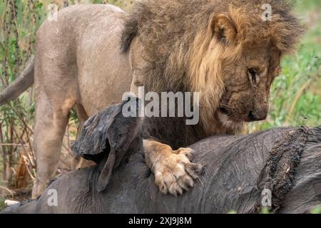 Ein männlicher Löwe Panthera leo ernährt sich von einem afrikanischen Elefanten Loxodonta africana, Savuti, Chobe National Park, Botswana, Afrika Copyright: SergioxPitamitz 741 Stockfoto