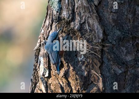 Kastanienbauchnuthatch (Sitta cinnamoventris) in Binsar in Uttarakhand, Indien Stockfoto