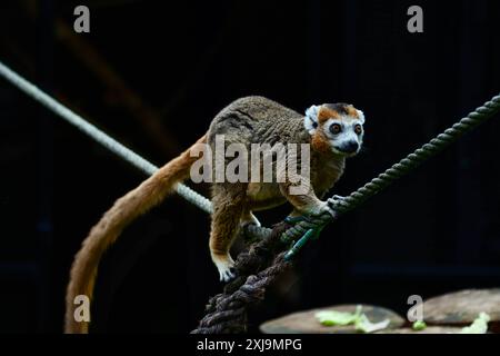 Ein brauner Lemur mit langem Schwanz, der an einem Seil in einer dunklen Umgebung läuft, Doncaster, Yorkshire, England, Vereinigtes Königreich, Europa Copyright: VasilexJechiu Stockfoto