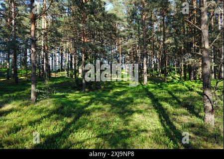 Kiefernwälder an der Küste von Kemeri, Jurmala, Golf von Riga, Lettland, Ostseeraum, Europa Copyright: GOUPIxCHRISTIAN 1382-128 Stockfoto