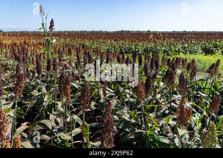 Quinoa, Chenopodium quinoa, wächst auf einem landwirtschaftlichen Feld in der Provinz Tucumán in Argentinien. Stockfoto