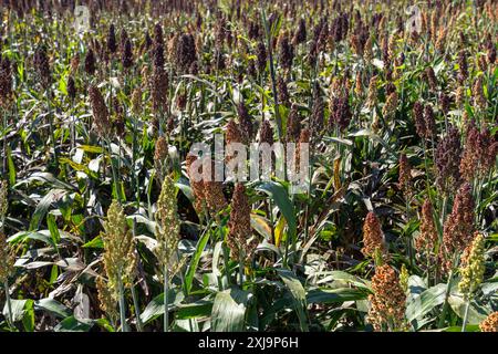 Quinoa, Chenopodium quinoa, wächst auf einem landwirtschaftlichen Feld in der Provinz Tucumán in Argentinien. Stockfoto