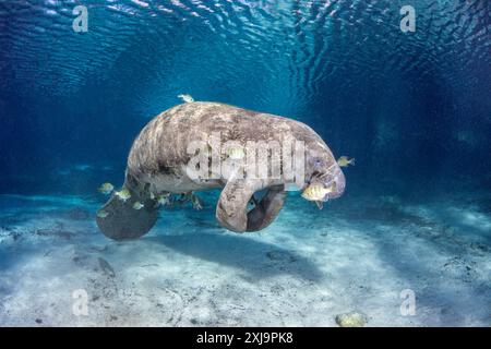 Gefährdete Florida Seekühe Trichechus manatus latirostris, bei Three Sisters Spring in Crystal River, Florida, USA, Nordamerika Stockfoto