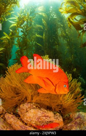 Ein garibaldi Hypsypops rubicundus in einem Wald von Riesentang vor Catalina Island, Kalifornien, Vereinigte Staaten von Amerika, Nordamerika Copyright: RyanxRo Stockfoto