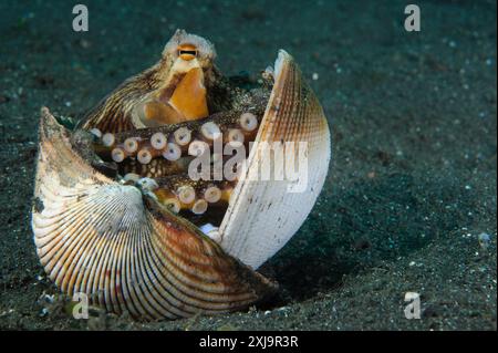 Eine Kokosnuss-Oktopus Amphioctopus marginatus, eine Art, die Kokos- und Weichtierschalen sammelt, um Unterschlupf zu finden, Lembeh-Straße, Sulawesi, Indonesien, Southeas Stockfoto