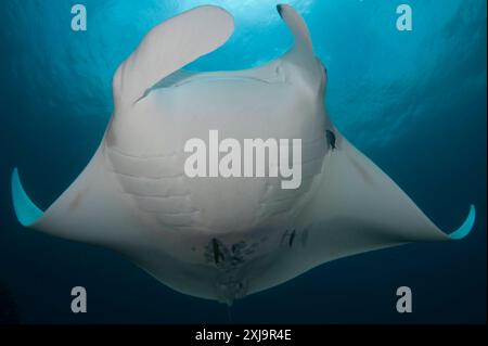 Unteransicht eines riesigen ozeanischen Mantarochen Mobula birostris, Dampier Strait, Raja Ampat, West Papua, Indonesien, Südostasien, Asien Copyright: Ryanx Stockfoto