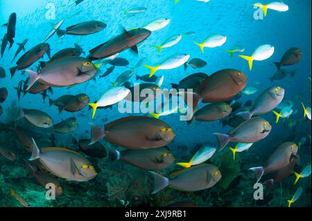 Der Schul-Gelbmasken-Chirurgenfisch Acanthurus mata und der blaue und gelbe Füsilierfisch Caesio teres an der flussaufwärts gelegenen Seite von Mike's Point, Raja Ampat, Indo Stockfoto