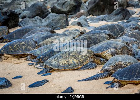 Grüne Meeresschildkröten Chelonia mydas, aus dem Wasser gezogen zum Ho okipa Beach auf Maui, Hawaii, USA, Pazifik, Nordamerika Copyri Stockfoto