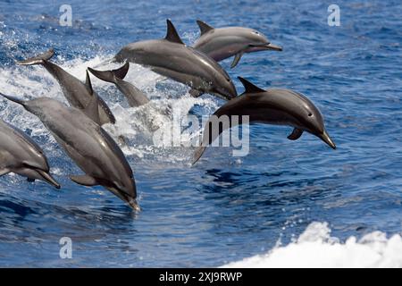 Sieben Spinnerdelfine Stenella longirostris springt zur gleichen Zeit in die Luft, Hawaii, Vereinigte Staaten von Amerika, Pazifik, Nordamerika Copyright: R Stockfoto