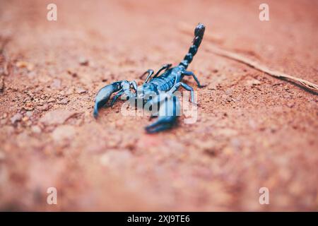 Krallen, schwarzer Skorpion und Raubtier im Freien als Kaiserbarachnid mit Giftstinger, Insektenjagd und Gefahr. Nachtaktiv, Tier und Zange für Stockfoto