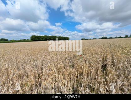 Reifung der Gerste auf einem Feld in der Nähe des Dorfes Chart Sutton, in der Nähe von Maidstone, Kent, Großbritannien. Stockfoto