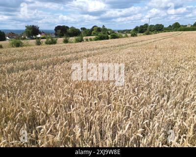 Reifung der Gerste auf einem Feld in der Nähe des Dorfes Chart Sutton, in der Nähe von Maidstone, Kent, Großbritannien. Stockfoto