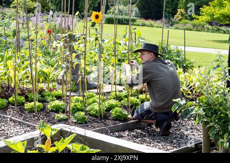 Gärtner arbeitet im Küchengarten des RHS Harlow Carr Gardens Harrogate North Yorkshire UK Stockfoto