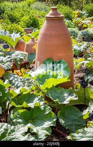 Rhabarber Cloche im Küchengarten des RHS Harlow Carr Gardens Harrogate North Yorkshire UK Stockfoto