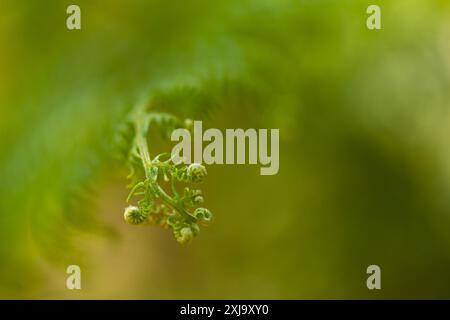 Details des Farns, der im Wald geboren wird. Selektive Fokussierung, Bereiche außerhalb des Fokus. Stockfoto