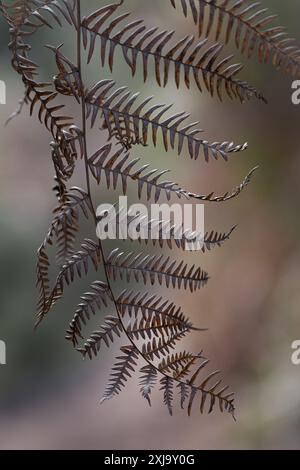 Trockenes Farnblatt. Die Nerven des Blatts und seine Textur werden geschätzt. Vertikaler Schuss. Stockfoto