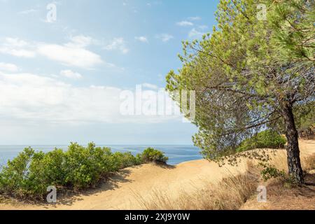 Schöne unbefestigte Straße zwischen Pinienbäumen und neben dem Mittelmeer. Katalonien. Spanien. Stockfoto