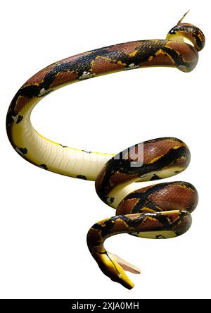 3D Darstellung einer retikulierten Python oder Python reticulatus, einer in Südostasien gefundenen Pythonart Stockfoto