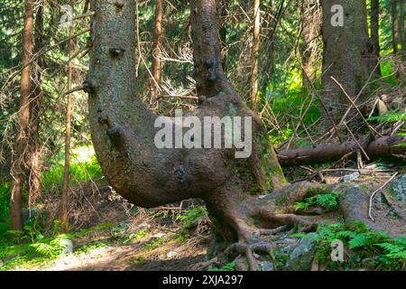 Ein Baumstamm von ungewöhnlicher Form. Ein gekrümmter Baum in den Bergen. Stockfoto