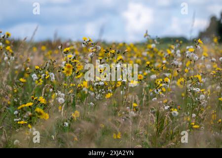 Ein Feld, das wild wachsen durfte, um mehr Insekten zu fördern, die mit einer Masse von gemischten Wildblumen und langen Gräsern bedeckt sind. Stockfoto