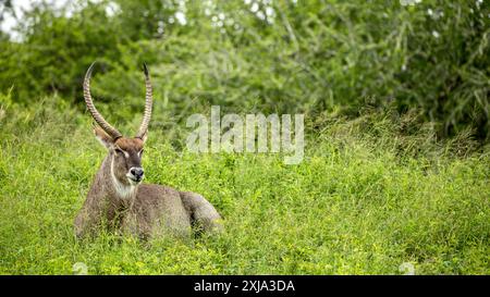 Ein Wasserbock, Kobus ellipsiprymnus, ruht im Gras. Stockfoto