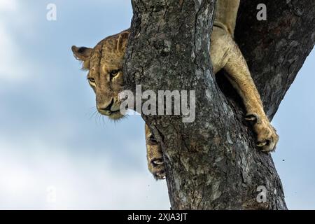 Eine Löwin, Panthera Leo, verlässt einen Marula-Baum. Stockfoto