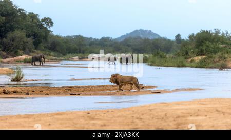 Ein männlicher Löwe, Panthera leo, läuft über einen Fluss, mit Elefanten, Loxodonta africana, im Hintergrund. Stockfoto